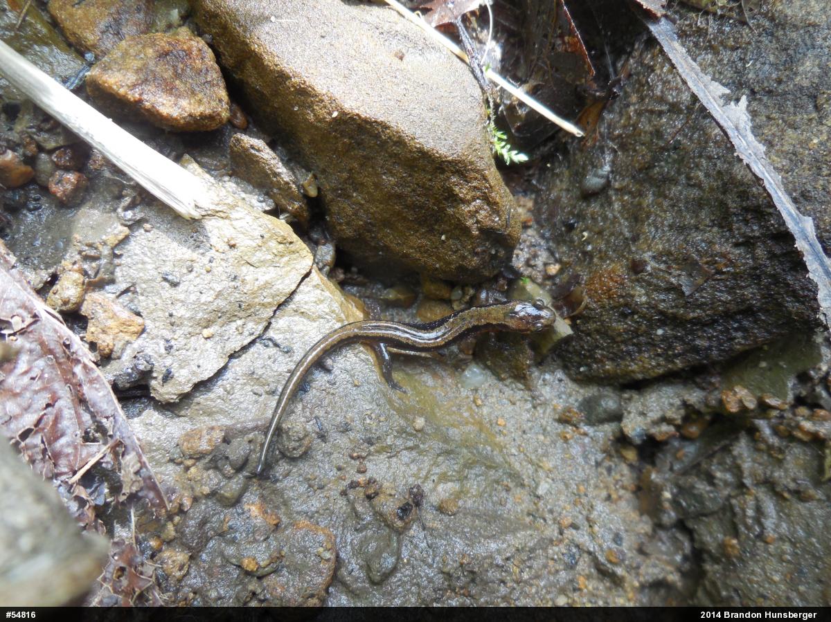 Allegheny Mountain Dusky Salamander