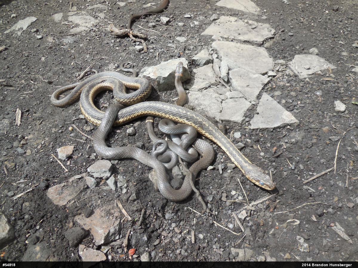 Eastern Gartersnake