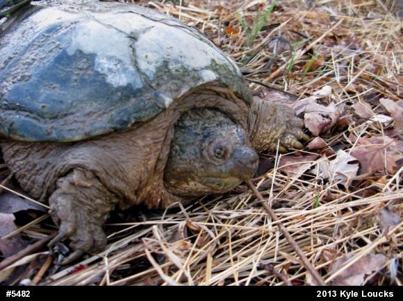 Snapping Turtle