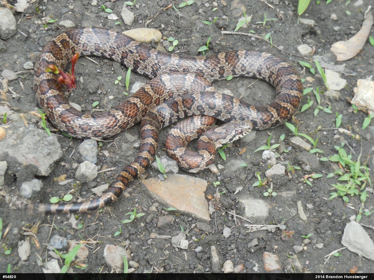 Eastern Milksnake