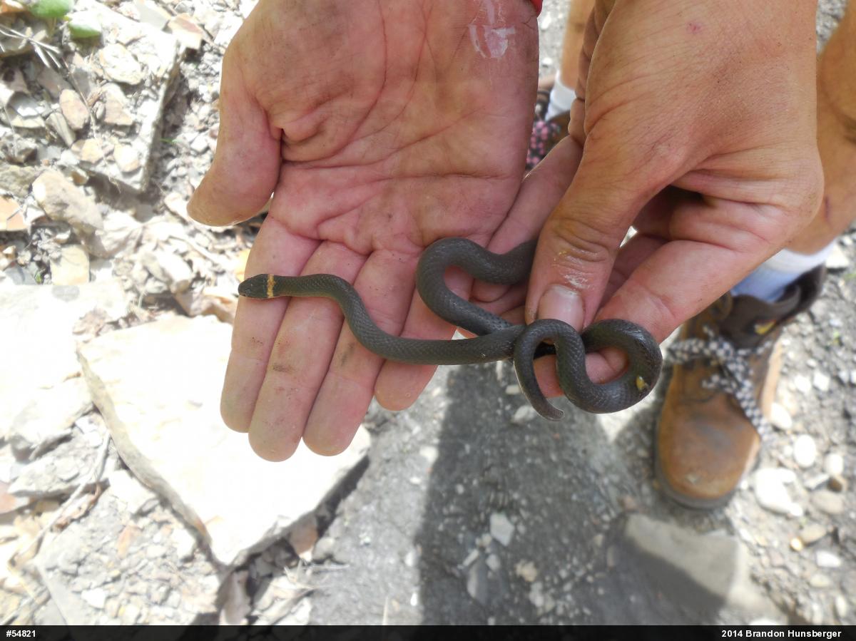 Northern Ring-necked Snake