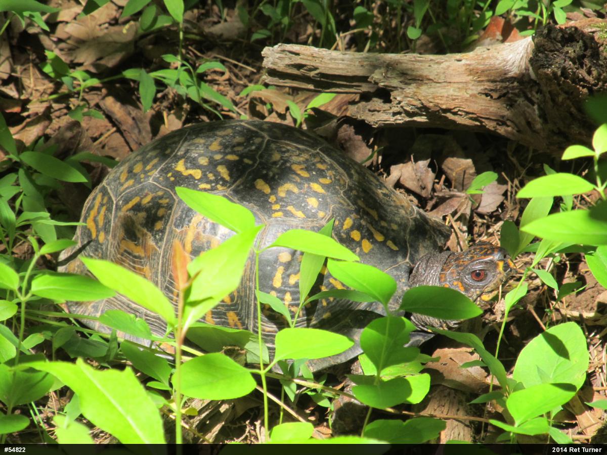 Eastern Box Turtle