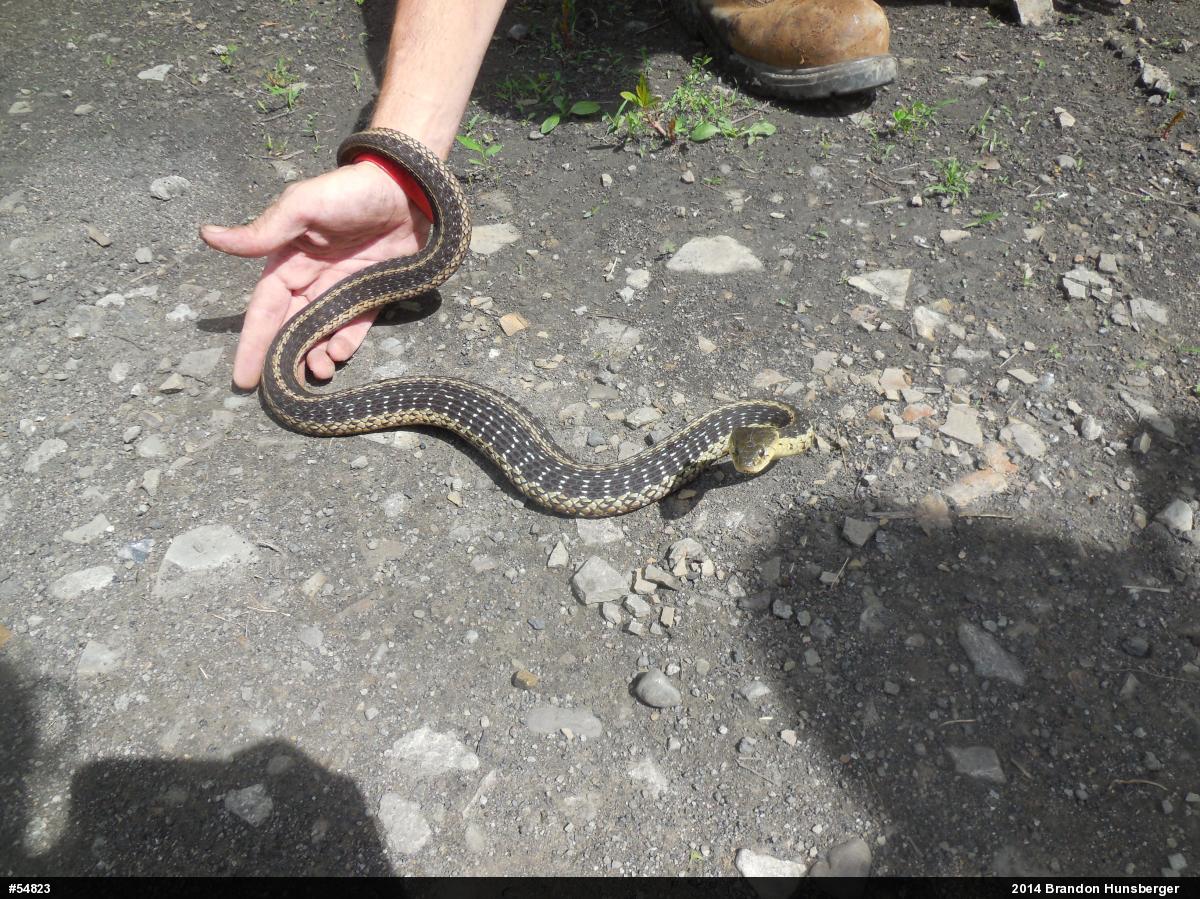 Eastern Gartersnake