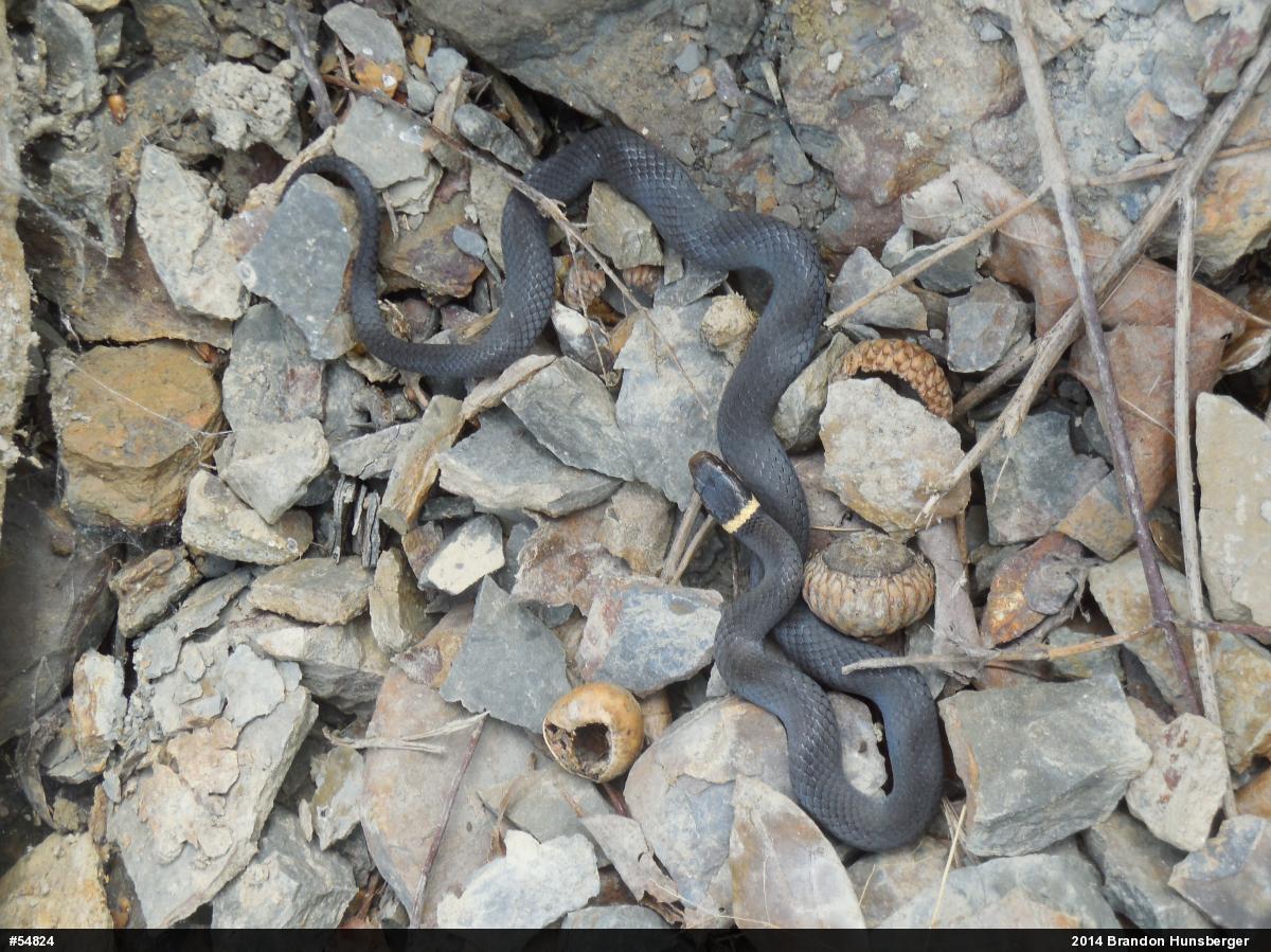 Northern Ring-necked Snake