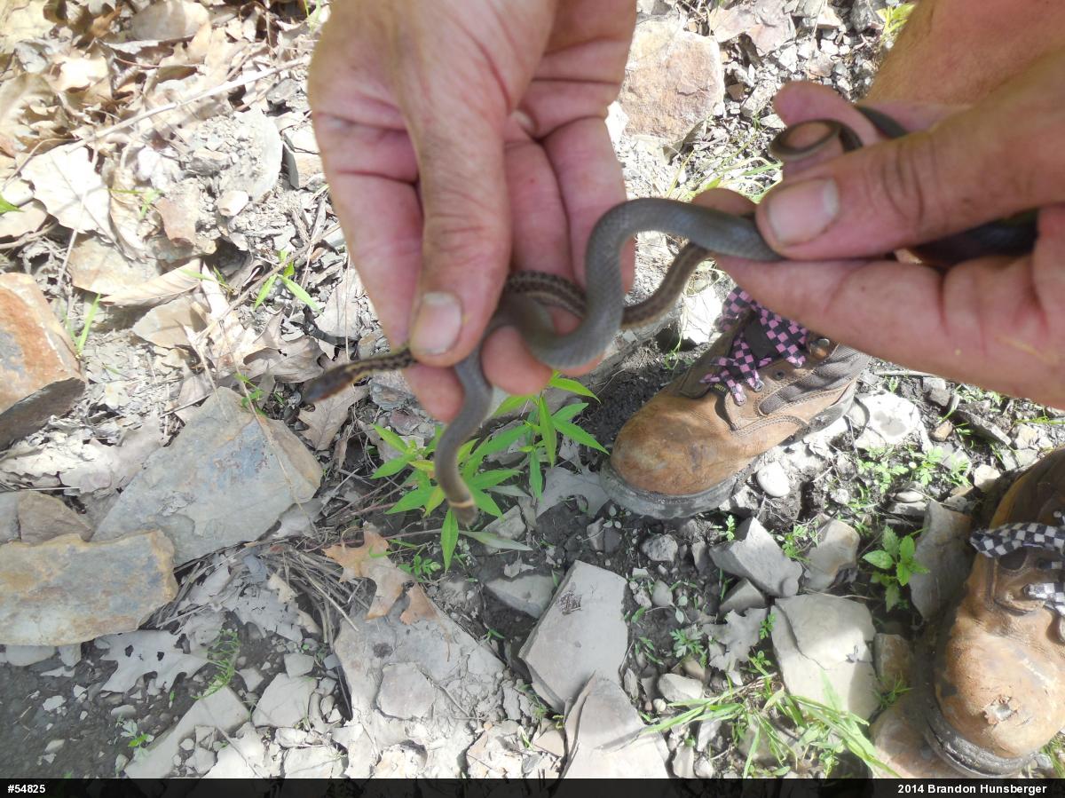 Eastern Gartersnake