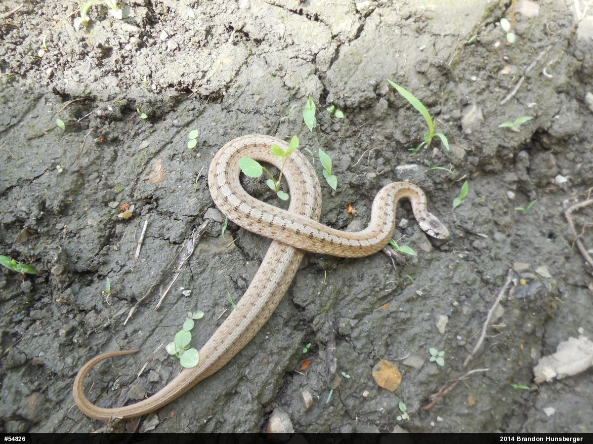 Dekay's Brownsnake