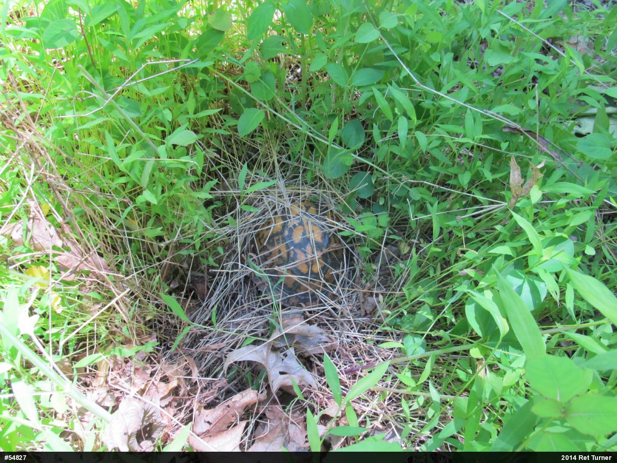Eastern Box Turtle