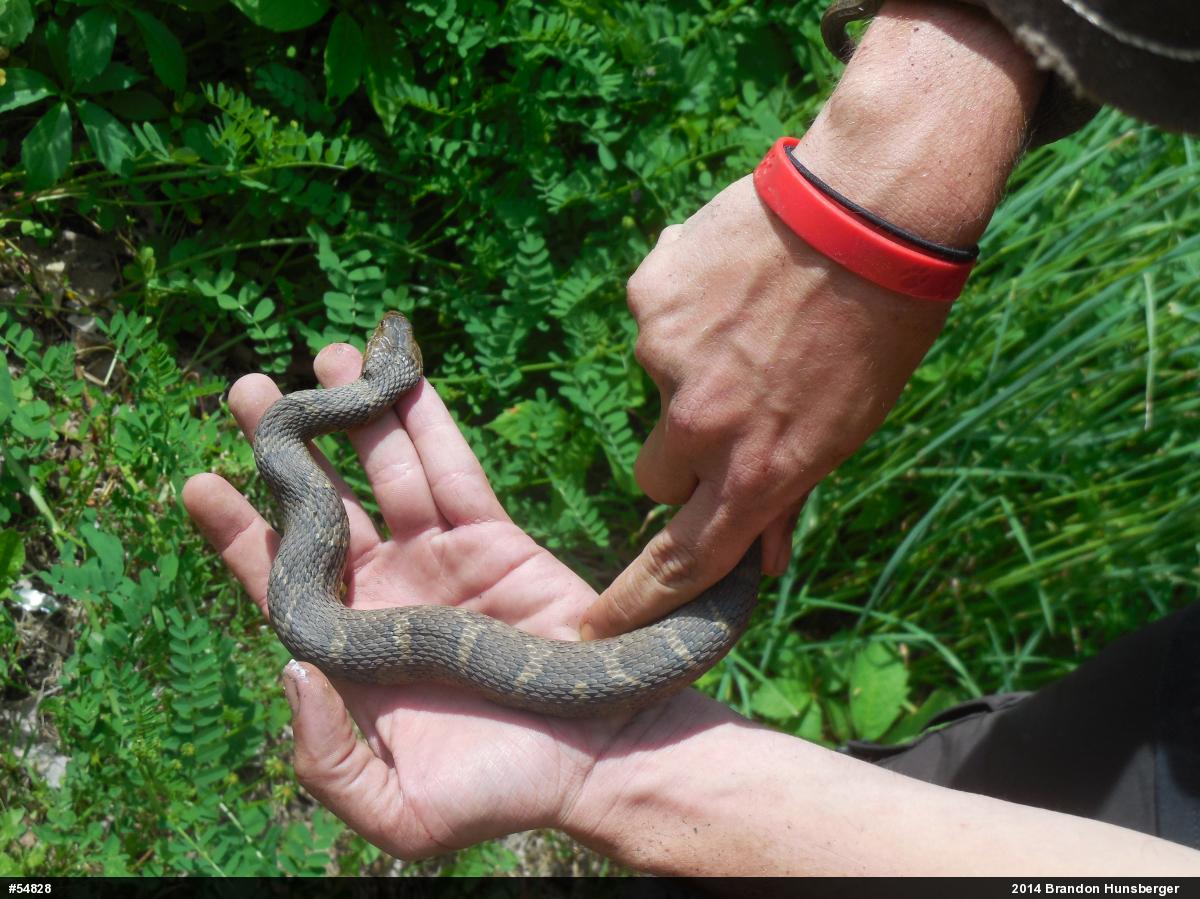 Northern Watersnake