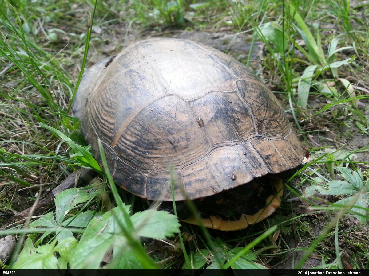 Eastern Painted Turtle