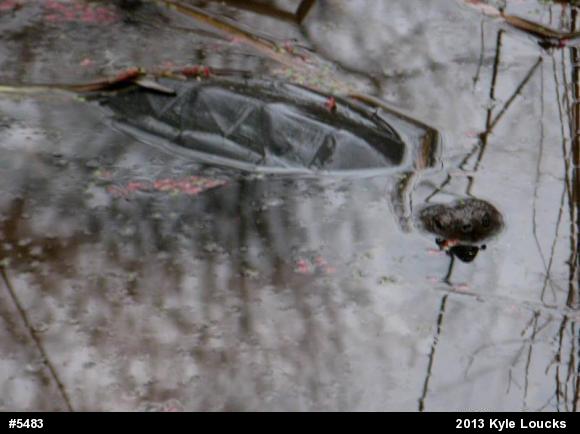 Snapping Turtle