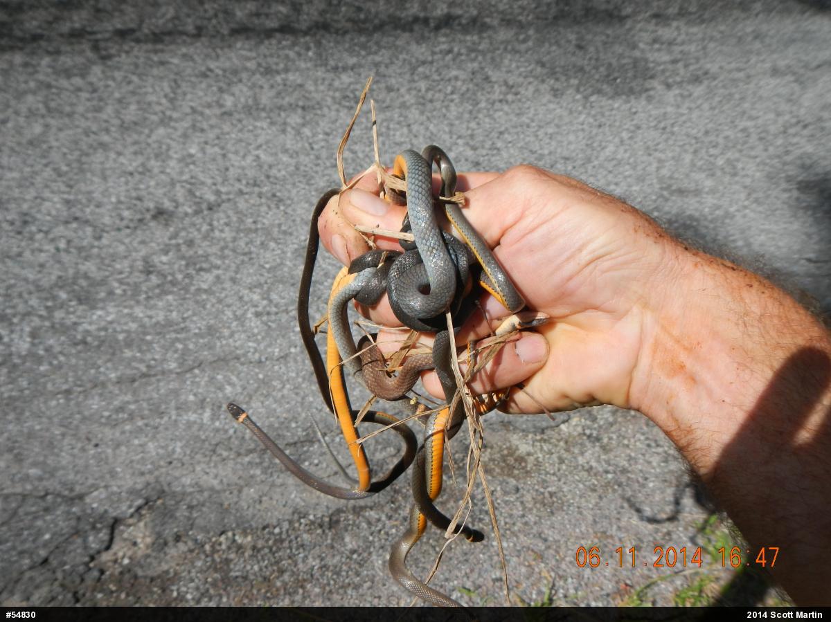 Red-bellied Snake