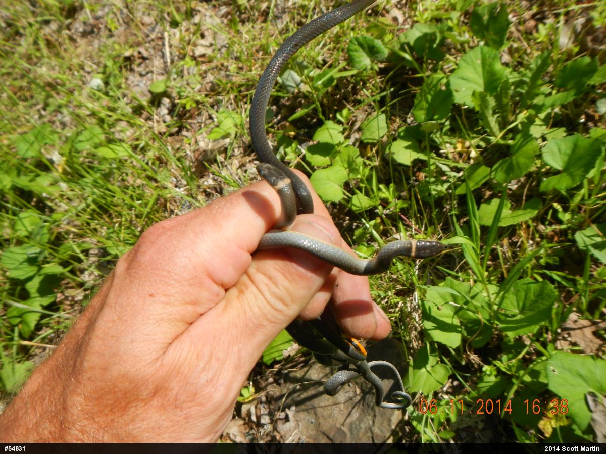 Northern Ring-necked Snake