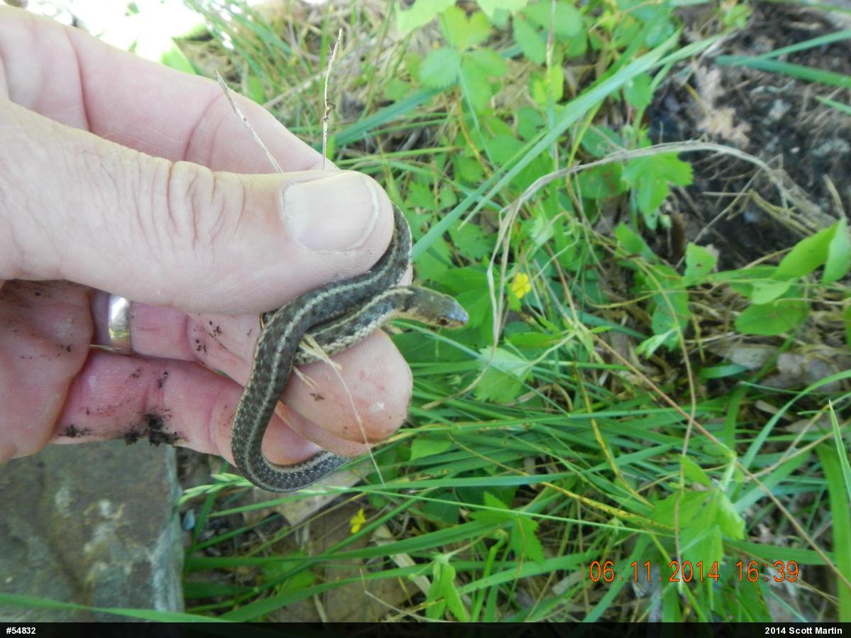 Eastern Gartersnake