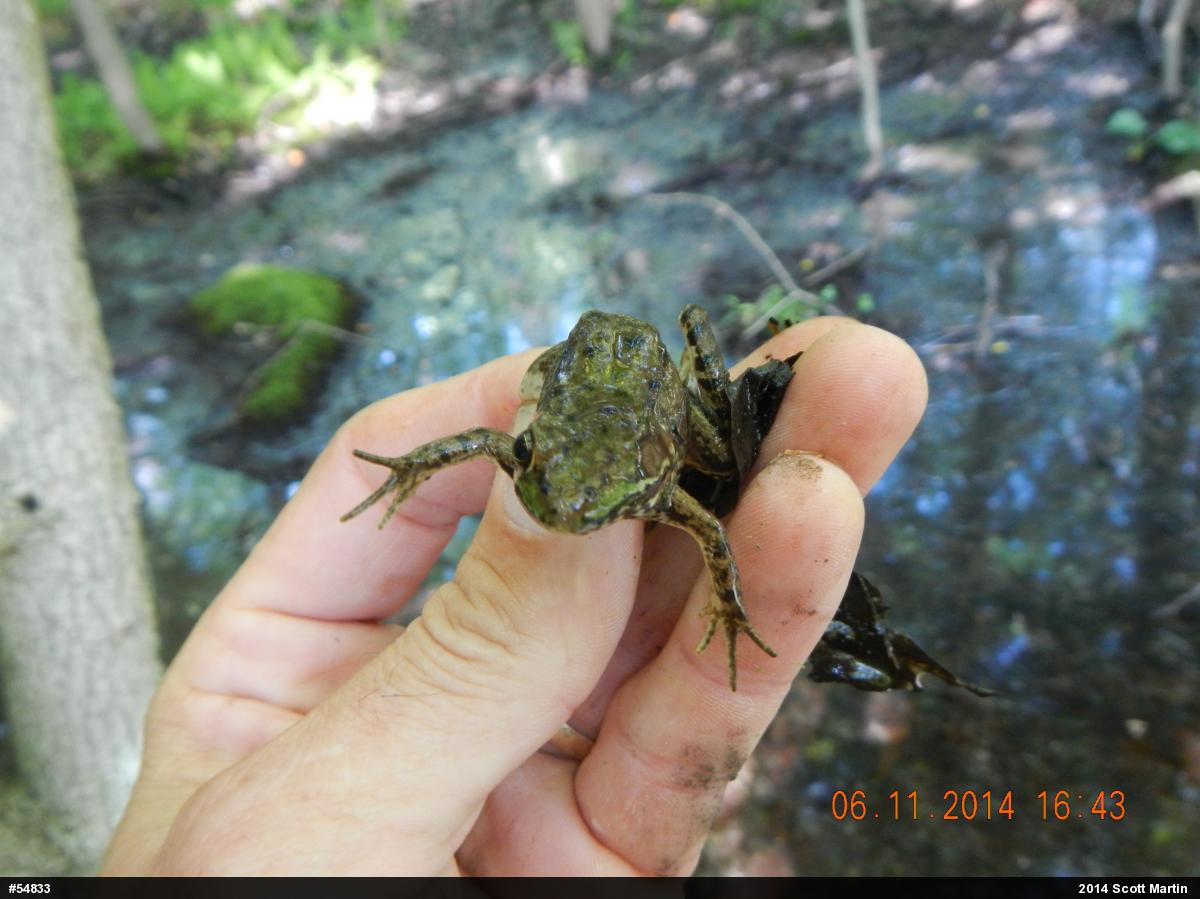 Green Frog
