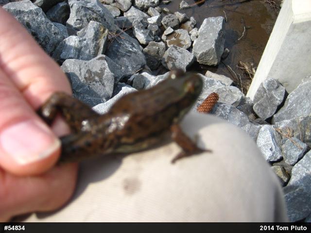 Green Frog