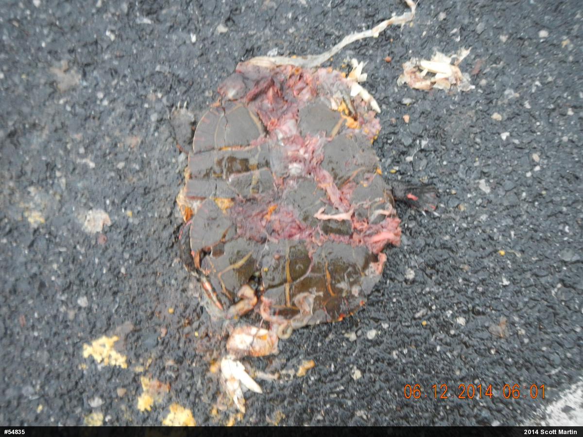 Painted Turtle