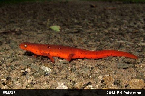 Red-spotted Newt