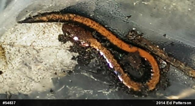 Eastern Red-backed  Salamander