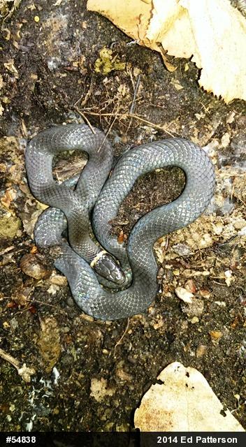 Northern Ring-necked Snake