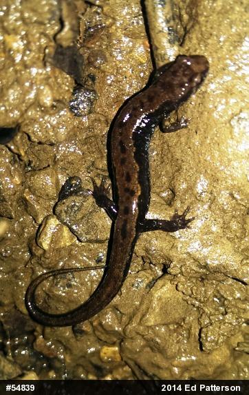 Allegheny Mountain Dusky Salamander