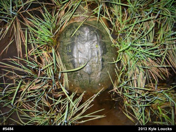 Snapping Turtle