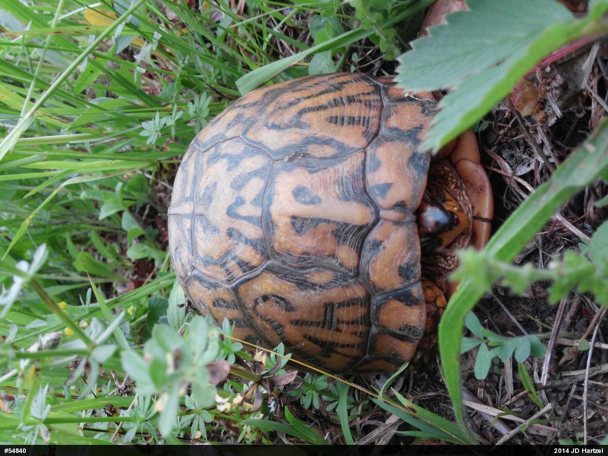 Eastern Box Turtle