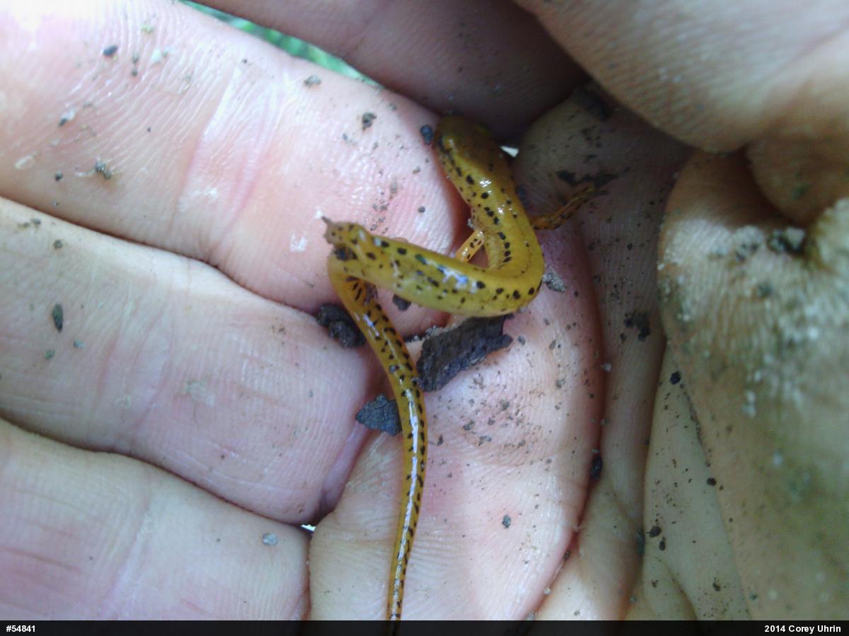 Eastern Long-tailed Salamander