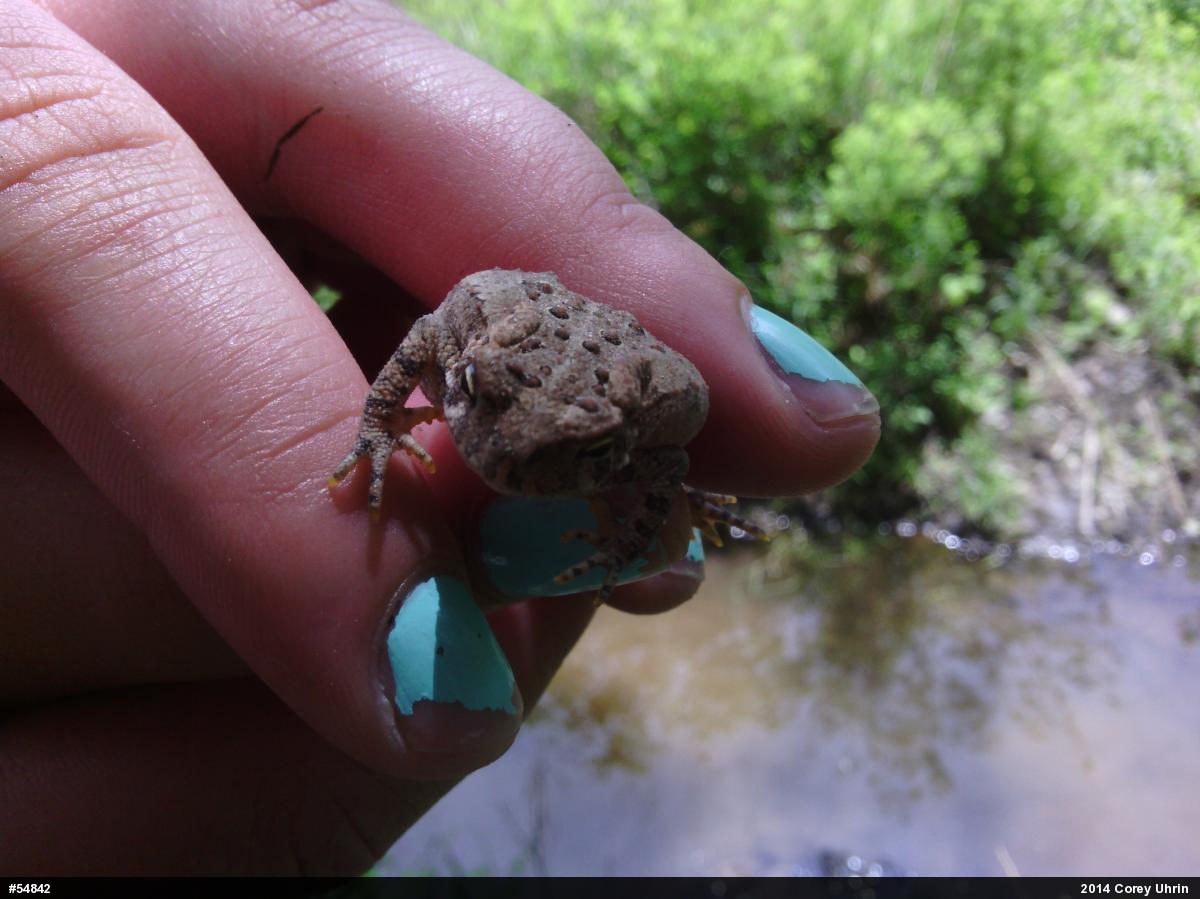 Eastern American Toad