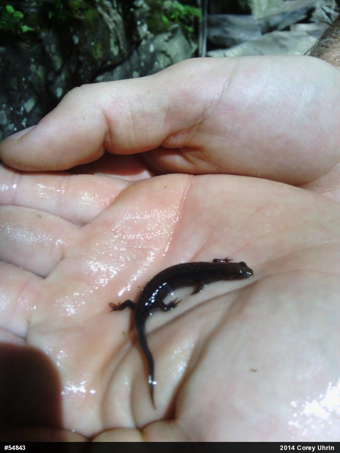 Northern Dusky Salamander