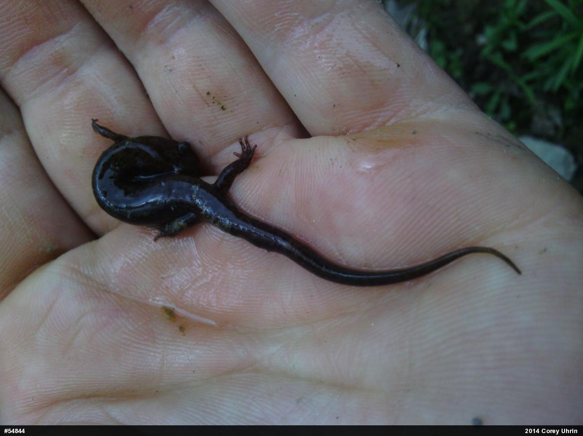 Northern Dusky Salamander