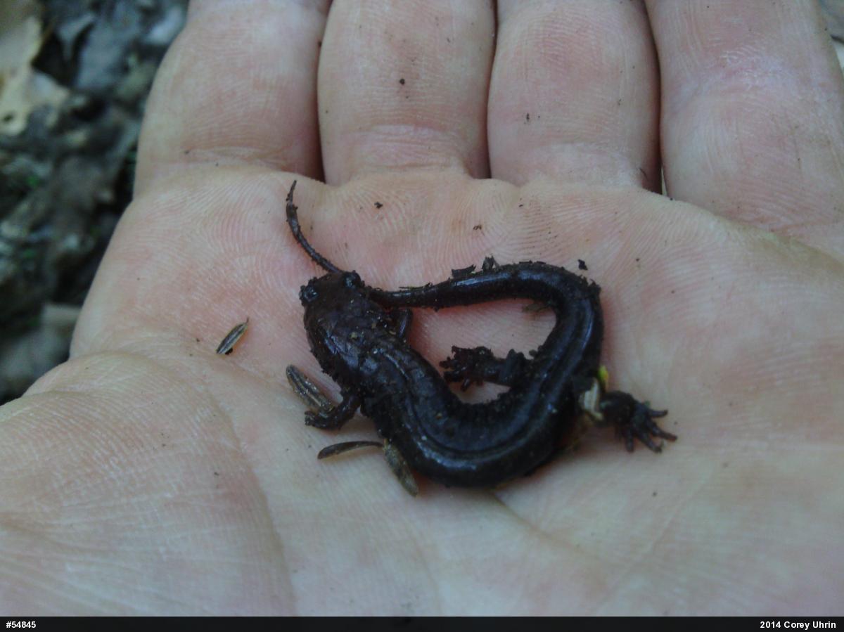 Allegheny Mountain Dusky Salamander