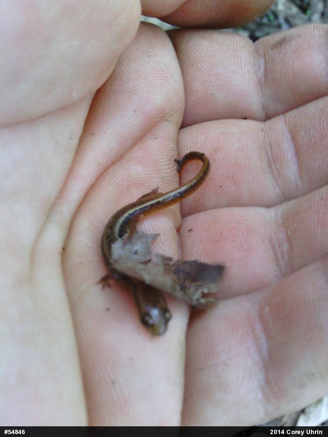 Northern Two-lined Salamander