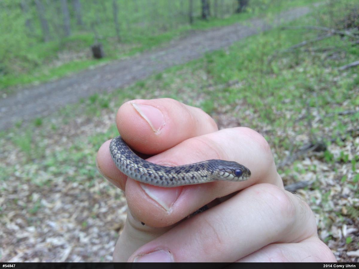 Eastern Gartersnake