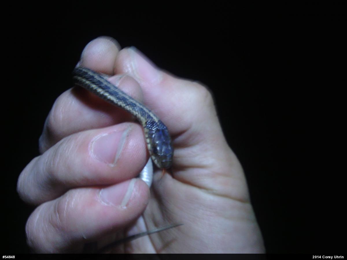 Eastern Gartersnake