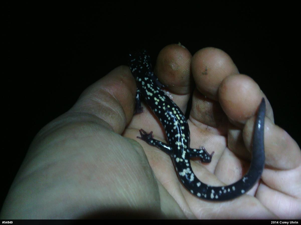 Northern Slimy Salamander
