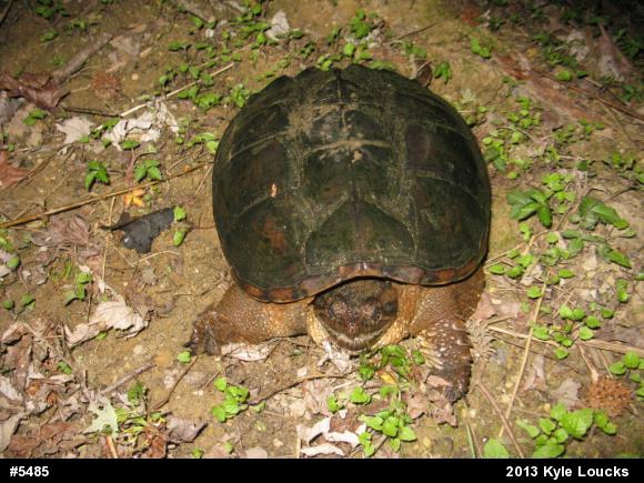Snapping Turtle
