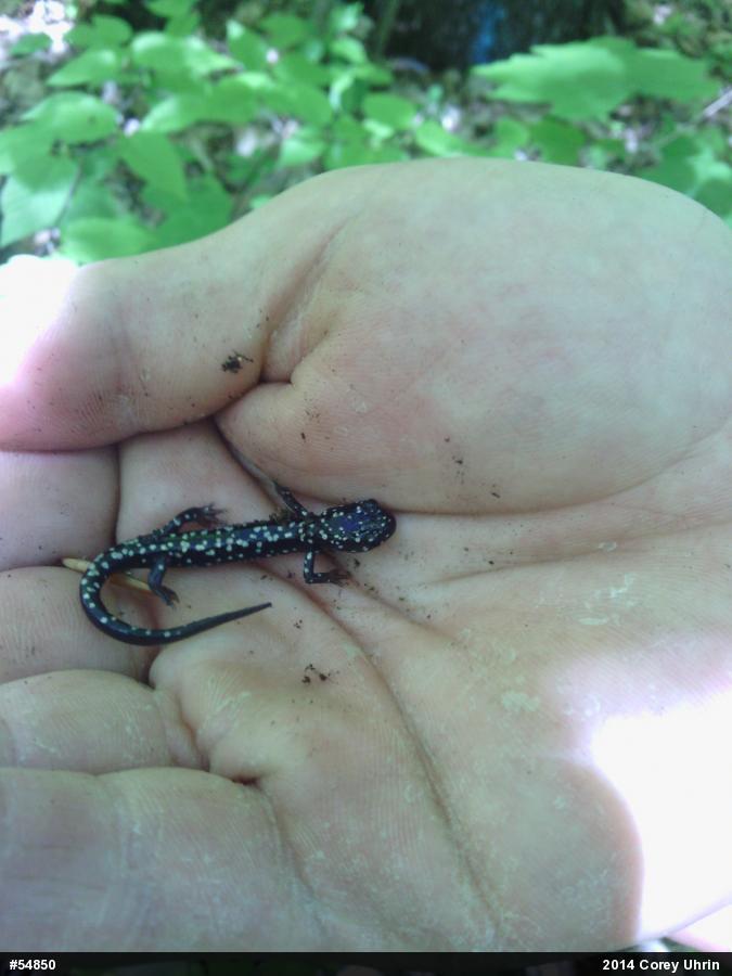 Northern Slimy Salamander