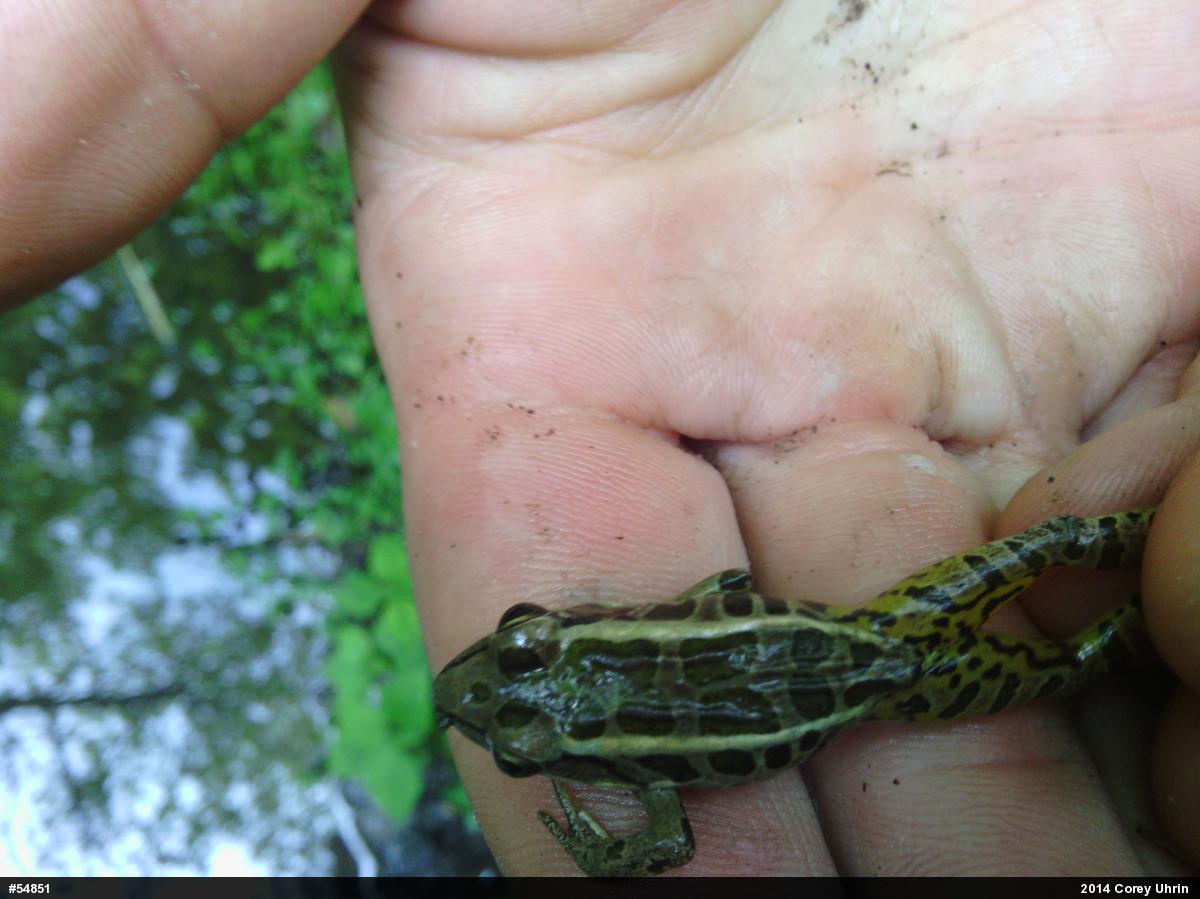 Pickerel Frog