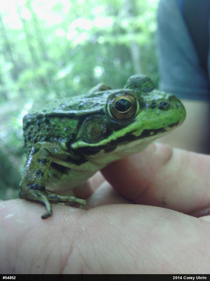 Green Frog