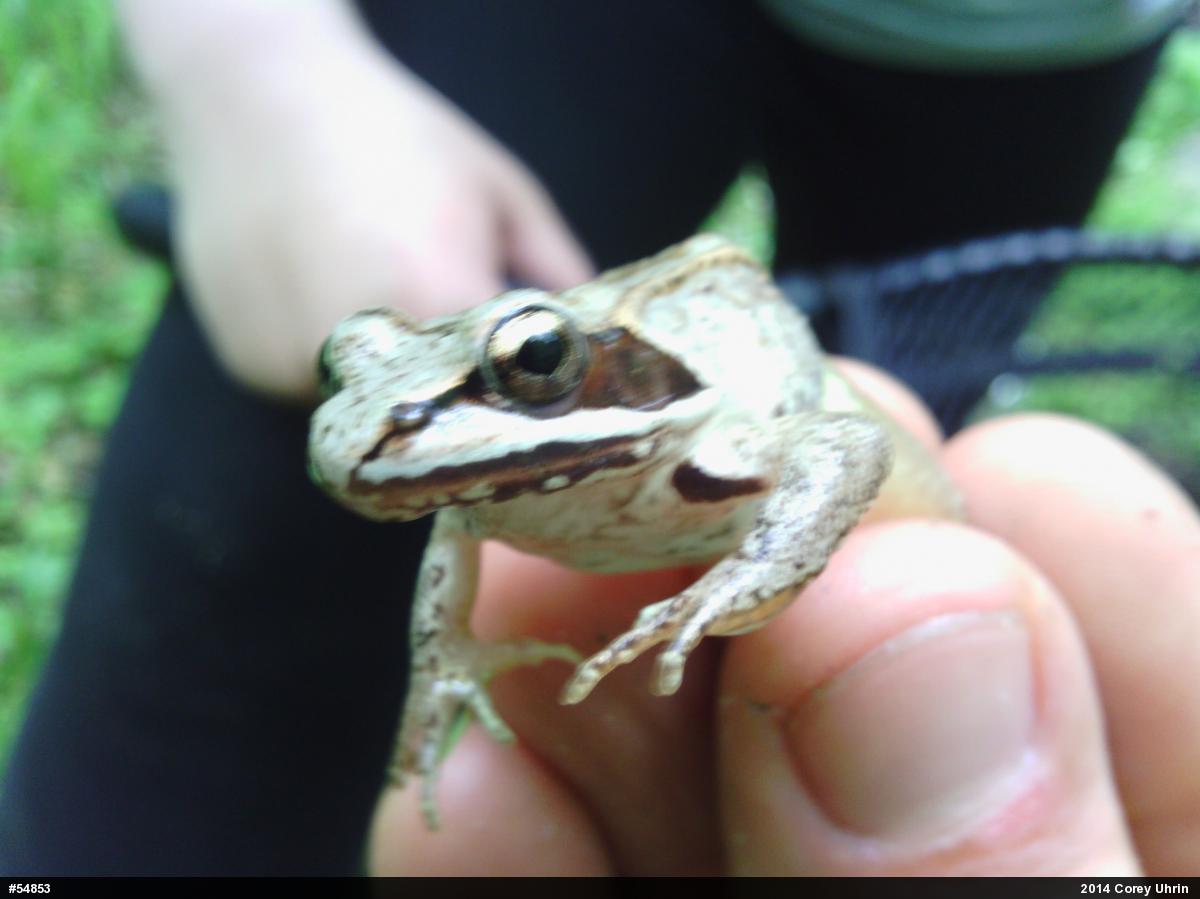 Wood Frog
