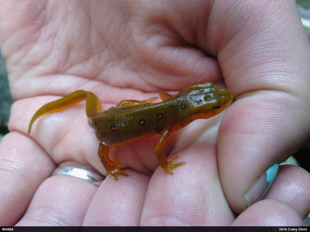 Red-spotted Newt