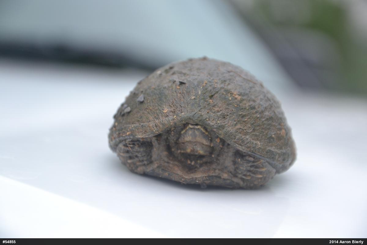 Eastern Musk Turtle