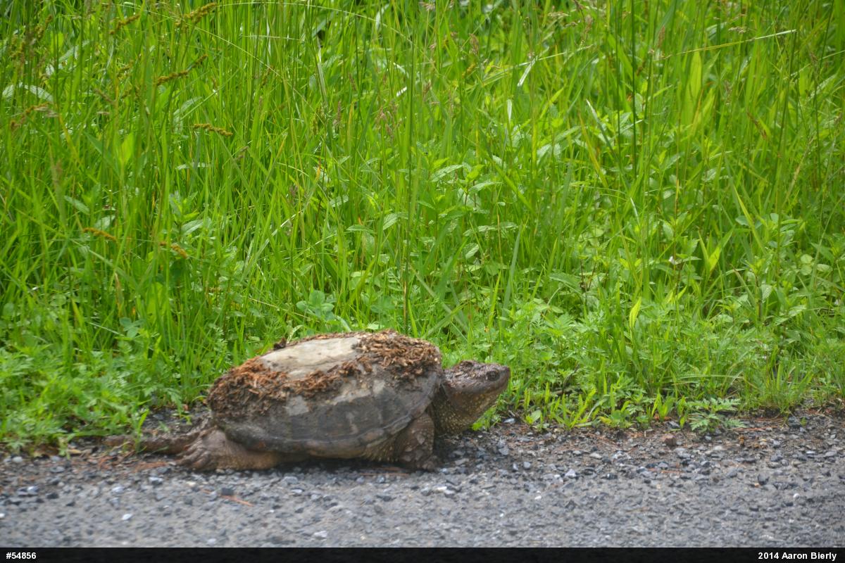 Snapping Turtle