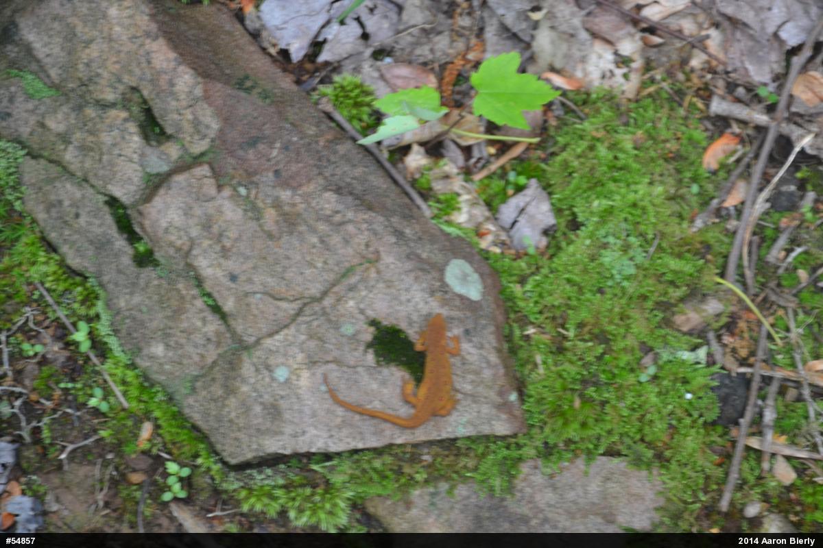 Red-spotted Newt