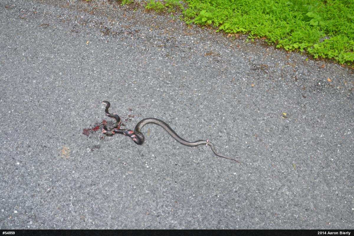 Eastern Ratsnake
