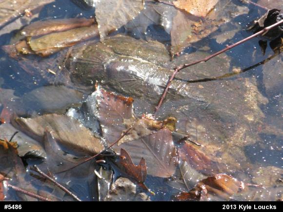 Snapping Turtle