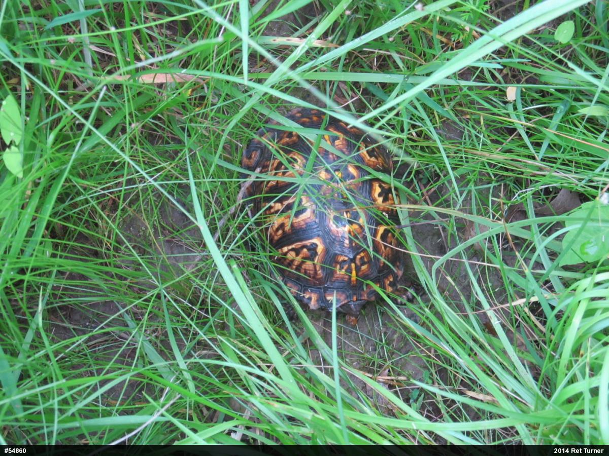 Eastern Box Turtle