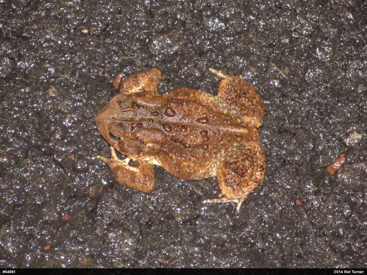 Eastern American Toad