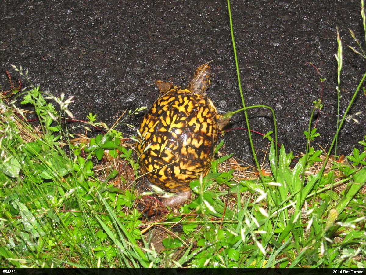 Eastern Box Turtle