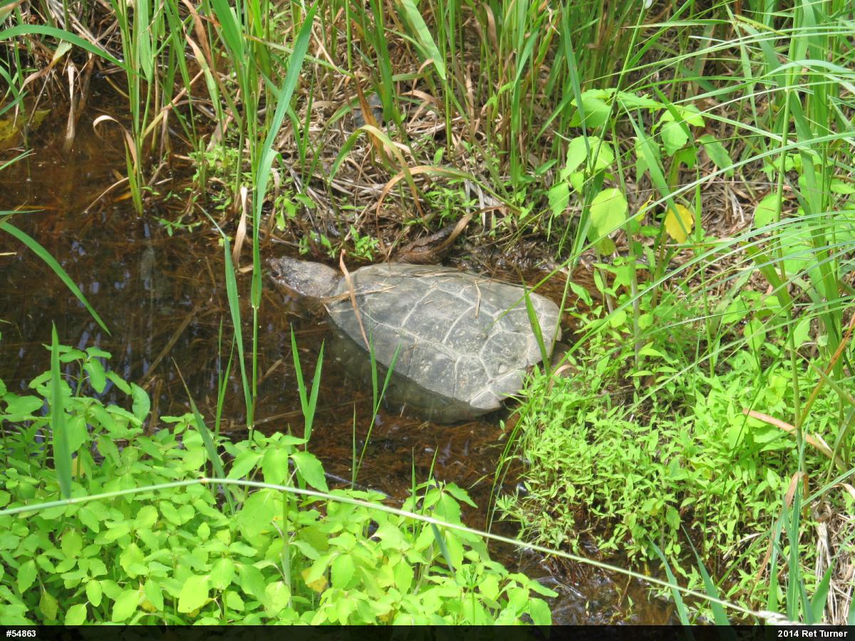 Snapping Turtle
